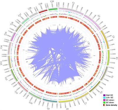 Carotenoid Biosynthesis: Genome-Wide Profiling, Pathway Identification in Rhodotorula glutinis X-20, and High-Level Production